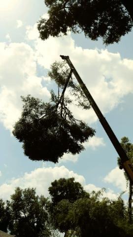 02 Crane Fly Away Tree Cutting